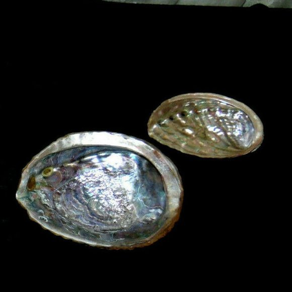Beautiful Abalone Shell Antique & Vintage lot of 4~Size 8"~8"~6.5"~4 3/4''inches - Picture 10 of 16